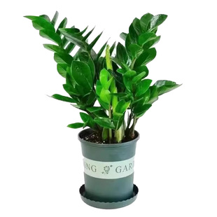 金钱树盆栽室内客厅办公室招财树钱串子大型好养花卉绿植物发财树