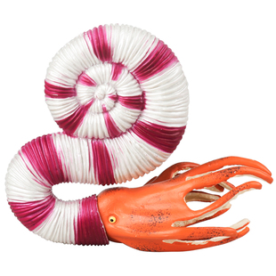 林畅模玩史前海洋生物玩具副双形菊石模型儿童仿真远古动物石炭纪