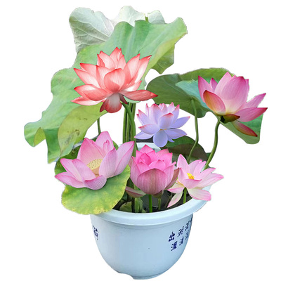 观赏藕种盆栽水养植物莲花