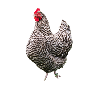 纯种绿壳芦花鸡种蛋受精蛋可孵化鸡苗高产土五黑鸡汶上芦花鸡种蛋