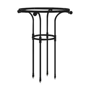 园艺单圈伞形玫瑰户外