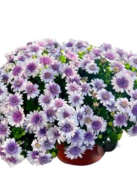 【带花发货】南非万寿菊盆栽鲜花