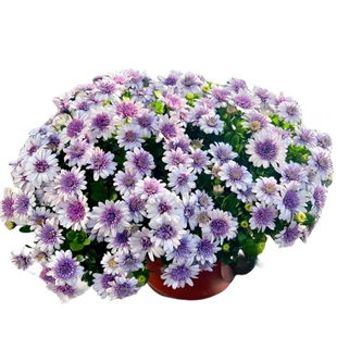 南非万寿菊菊花盆栽鲜花室内阳台花卉植物四季开花不断好养蓝目菊