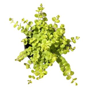 多年生耐寒矮生地被佛甲草黄金过路黄花苗别墅庭院花园花境植物