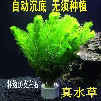 水生里面花缸草鱼真水草淡水水族馆R热带植物冷水套餐室内新草。