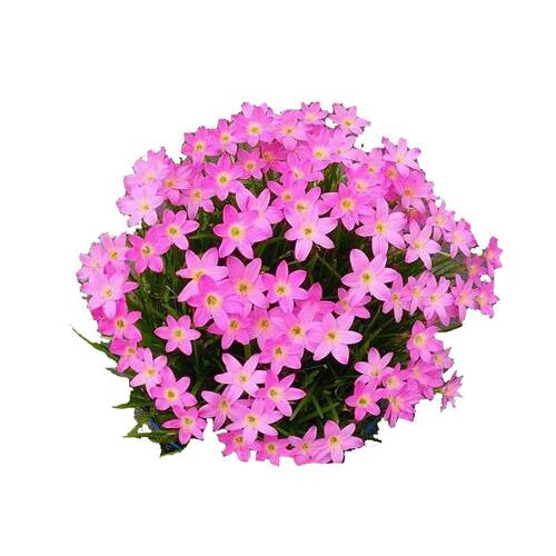 葱兰花苗韭兰葱莲风雨兰种球耐阴耐寒植物室外庭院多年生绿化花苗