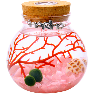 marimo海藻球水培植物微景观