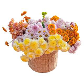 海蒂的花园洋菊乒乓菊盆栽带花苞菊花花苗耐热耐晒阳台花园植物