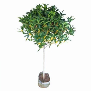 大型桂花树苗原生金桂丹桂浓香型庭院别墅地栽植物耐寒四季桂绿化