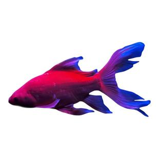 顺丰纯种蝴蝶鲤球体普身冷水淡水鱼苗金鱼观赏鱼锦鲤贵妃好养包活