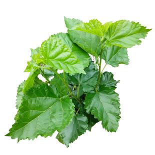 农家新鲜桑食物树叶摘嫩桑叶饲料套装蚕蚕现克蚕宝宝大小桑叶