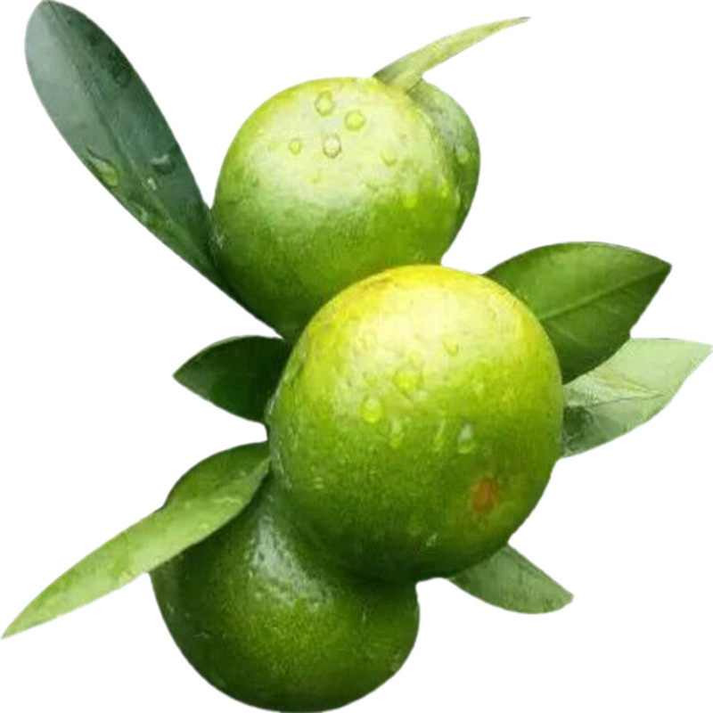 云南青皮蜜橘9斤酸甜多汁