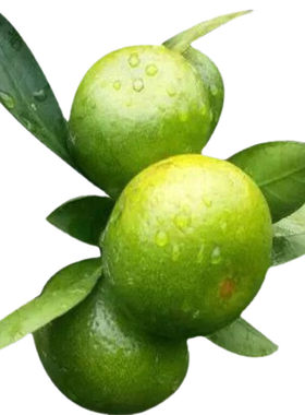 云南青皮蜜橘9斤酸甜多汁
