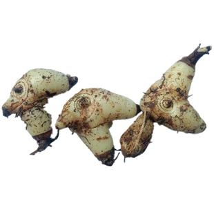 贵州新鲜山白芨中药材 三叉白芨湿货小白鸡药用紫花三角白芨500克