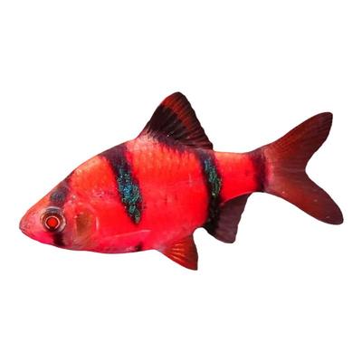 虎皮鱼淡水热带鱼红纹招财鱼