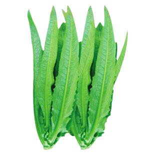 大棵油麦菜种子米香四季播青菜种籽阳台菜籽盆栽籽种农家菜苗种孑