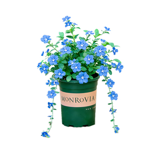 蓝星花盆栽吊兰带花苞室内阳台开花植物室外吊挂绿植四季花卉垂吊