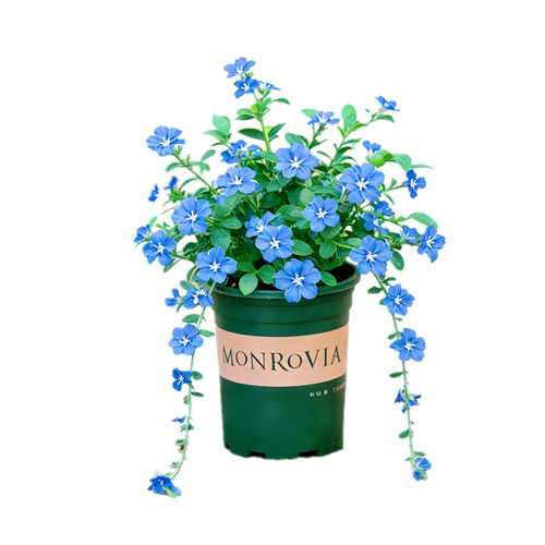蓝星花盆栽吊兰带花苞室内阳台开花植物室外吊挂绿植四季花卉垂吊