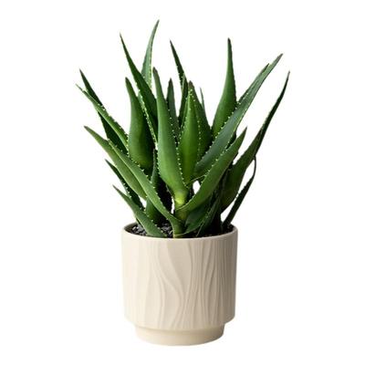 美人芦荟盆栽室内净化空气