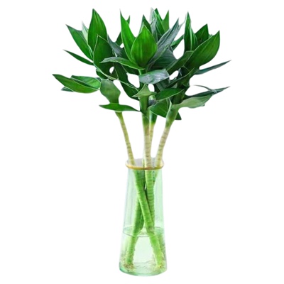 文昌竹带根荷花观音竹水培植物