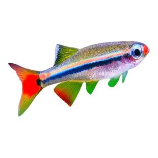 冷水鱼白云金丝观赏鱼新手好养易活冬天室温白云金丝鱼小型活体鱼