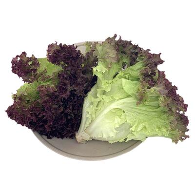 新鲜罗莎红紫叶生菜即食沙拉蔬菜
