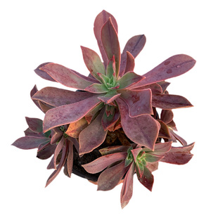 多肉法师类系列红法师众赞曲红叶捧花状绿植物盆栽一物一拍包邮