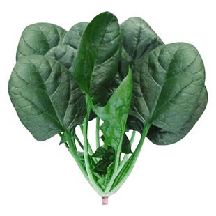 大巴掌高产大叶菠菜种子冬季耐寒红根圆叶叶肉厚菠菜籽抗寒抗病菠