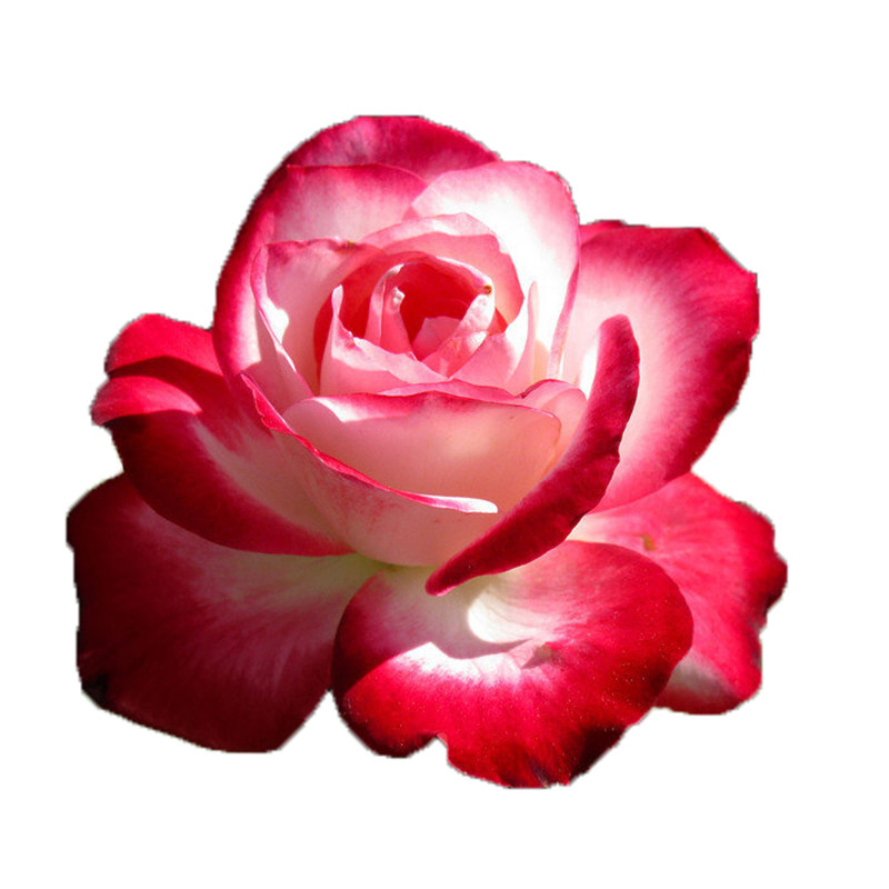 摩纳哥公爵月季花苗四季花卉盆栽