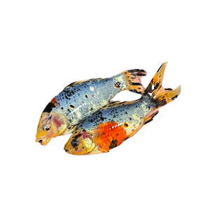 兰花草金冷水观赏鱼好养耐活五花草金鱼苗水墨兰花练手鱼自来水养