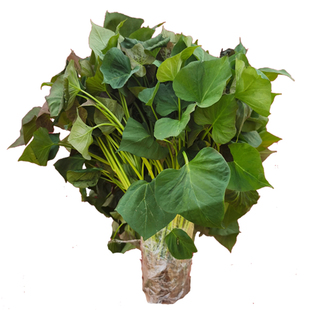 板栗薯苗脱毒红薯苗济薯26蛋黄心地瓜苗脱毒番薯种苗高产山芋秧