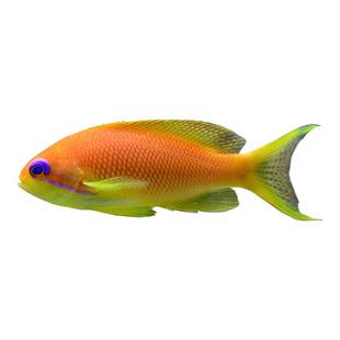 蓝眼海金鱼紫罗兰双斑宝石夏威夷紫印紫后虎纹樱花宝石海水观赏鱼