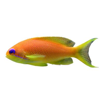 紫罗兰海金鱼蓝眼宝石鱼夏威夷