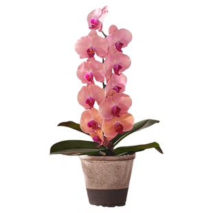 欣欣向荣超大西瓜红蝴蝶兰花带花苞四季好养活盆栽客厅室内花卉