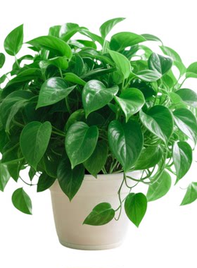 绿萝盆栽室内绿植水培植物大盆绿箩长藤款新房客厅除异味四季好养