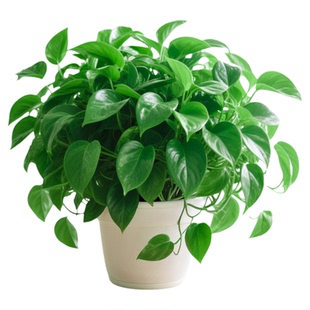 绿萝盆栽室内绿植水培植物大盆绿箩长藤款新房客厅除异味四季好养