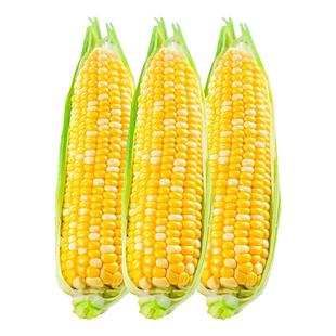 云南金银水果玉米9斤新鲜生吃苞谷米甜糯玉米棒子现摘整箱装蔬菜