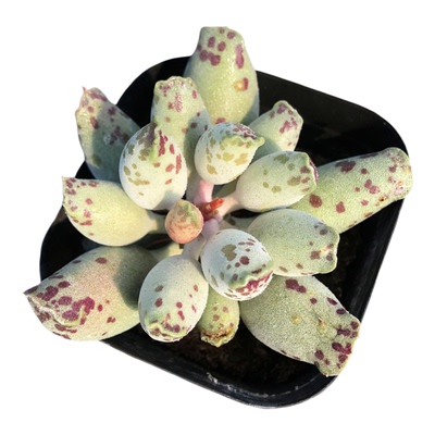 海豹多肉一物一拍白肌欧紫丸叶