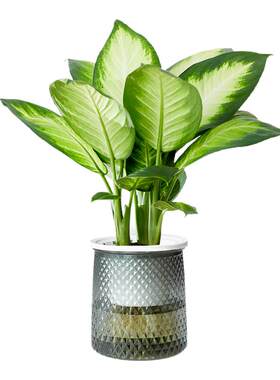 玛丽安水培植物室内好养万年青
