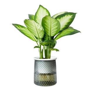 玛丽安水培植物室内好养万年青绿植办公室桌客厅净化空气花卉水养