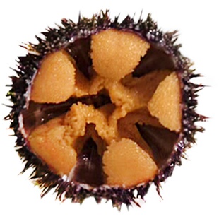 大连马粪黄金海胆鲜活500g紫海胆刺身海胆肉日料新鲜海鲜水饺炒饭