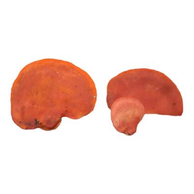 野生血红栓菌红栓菌有人叫牛樟芝