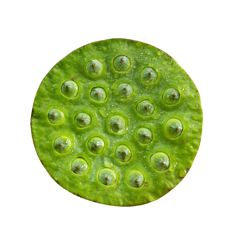 新鲜现摘莲蓬当季孕妇水果