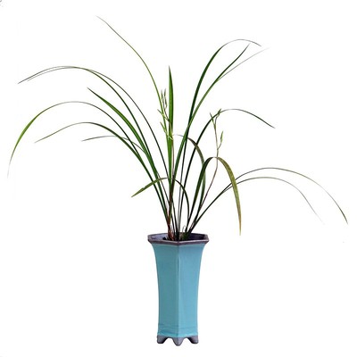 细叶寒兰带盆栽好国画里的兰花