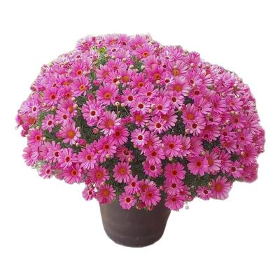 买二送一玛格丽特花种籽子孑雏菊