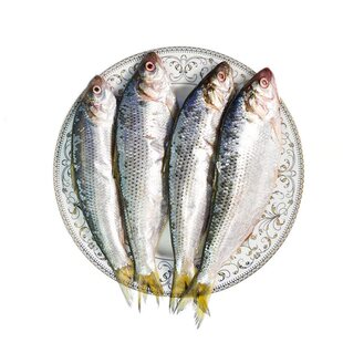 气泡鱼新鲜冷冻珍鱼速冻海鲫鱼海杂鱼小海鱼东戴河海鲜冷冻水产