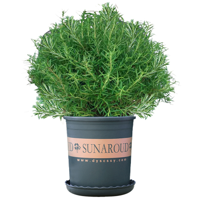 【驱蚊植物】迷迭香盆栽牛排食用