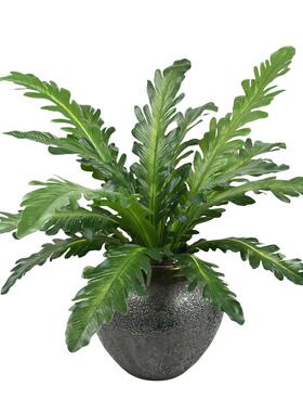 仿真绿植波斯叶蕨类植物婚庆花艺