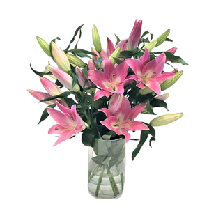 新到25年进口大丽花种球地瓜花盆栽地栽繁殖快花期长多年生4月发