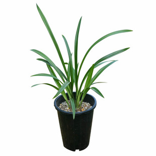 素心兰花建兰四季兰苗草青山玉泉国色天香龙岩铁骨素锦旗细叶国兰